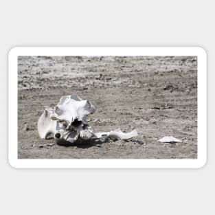 Death in a Dead Lake. The Stark reality of Climate Change, Tanzania Sticker